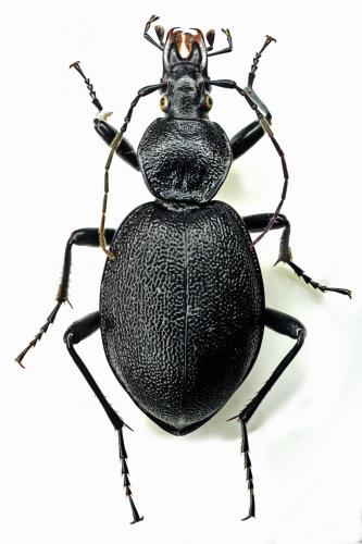 Cychrus caraboides